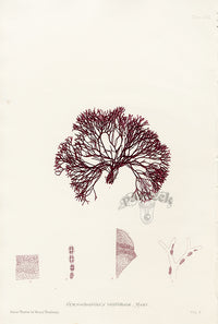Bradbury Seaweed Gymnogrongrus Griffithsiae - Panteek Antique Prints