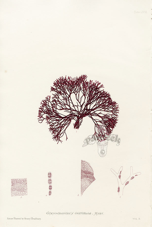 Bradbury Seaweed Gymnogrongrus Griffithsiae