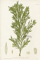 Bradbury Seaweed Halidrys Siliquosa - Panteek Antique Prints
