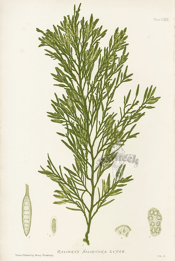 Bradbury Seaweed Halidrys Siliquosa