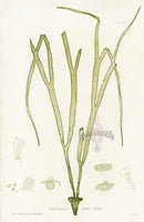 Bradbury Seaweed Himanthalia Lorea - Panteek Antique Prints