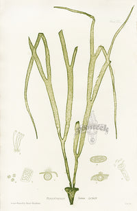 Bradbury Seaweed Himanthalia Lorea - Panteek Antique Prints