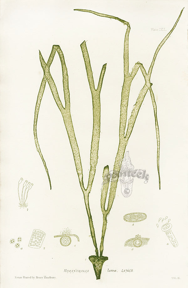 Bradbury Seaweed Himanthalia Lorea
