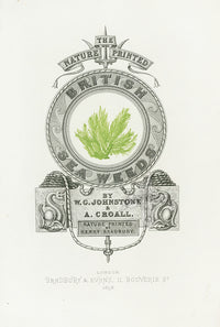 Bradbury Seaweed Illustration 2 - Panteek Antique Prints