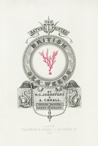 Bradbury Seaweed Illustration 3 - Panteek Antique Prints