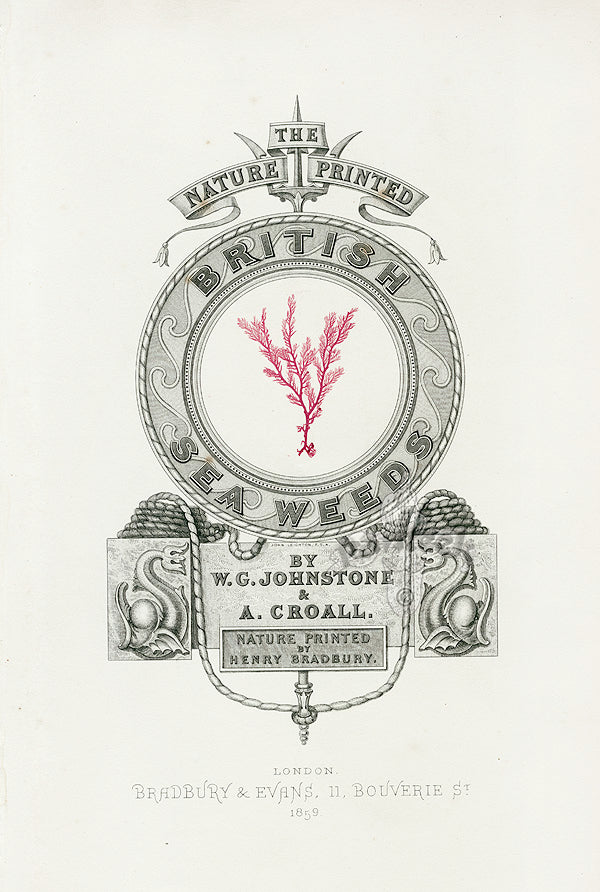 Bradbury Seaweed Illustration 3
