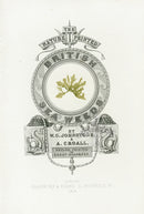 Bradbury Seaweed Illustration 4 - Panteek Antique Prints