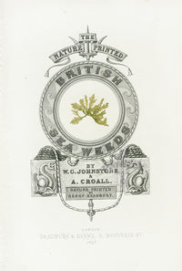 Bradbury Seaweed Illustration 4 - Panteek Antique Prints