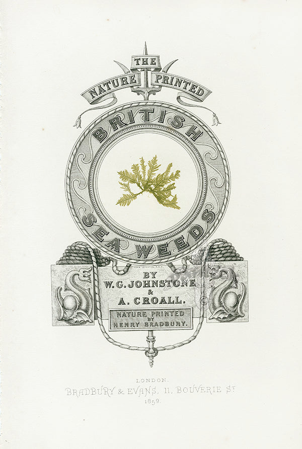 Bradbury Seaweed Illustration 4