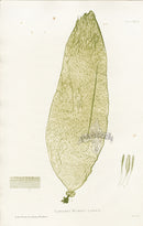 Bradbury Seaweed Laminaria Bulbosa - Panteek Antique Prints