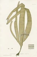 Bradbury Seaweed Laminaria Digitata - Panteek Antique Prints