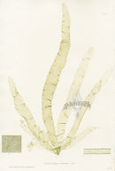 Bradbury Seaweed Laminaria Fascia - Panteek Antique Prints