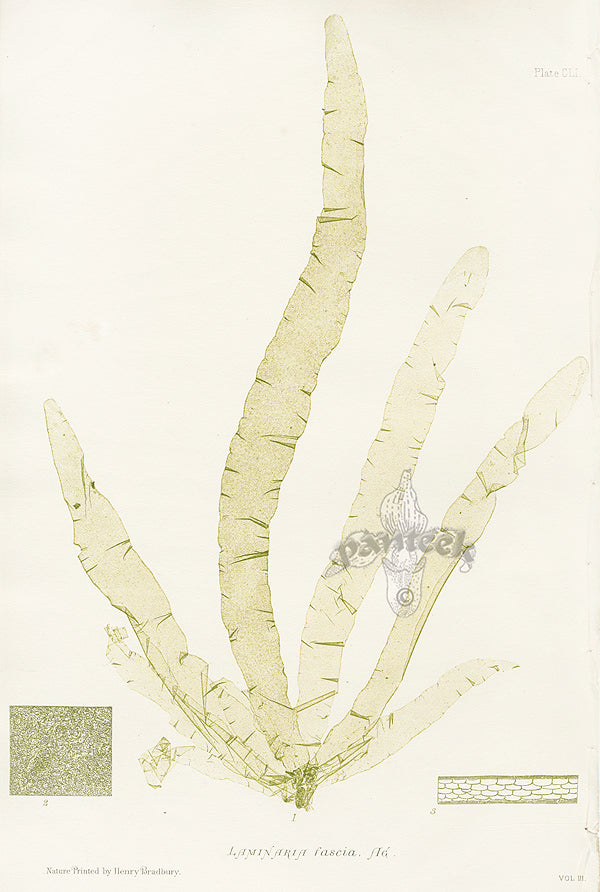 Bradbury Seaweed Laminaria Fascia