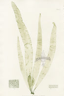 Bradbury Seaweed Laminaria Phyllitis - Panteek Antique Prints