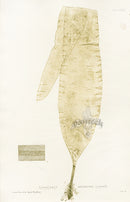 Bradbury Seaweed Laminaria Saccharina - Panteek Antique Prints