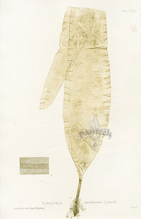 Bradbury Seaweed Laminaria Saccharina - Panteek Antique Prints