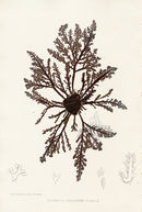 Bradbury Seaweed Laurencia Pinnatifida - Panteek Antique Prints