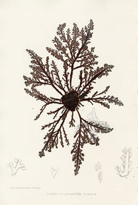 Bradbury Seaweed Laurencia Pinnatifida - Panteek Antique Prints