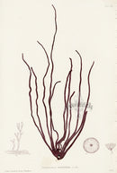 Bradbury Seaweed Nemaleon Multifidum - Panteek Antique Prints