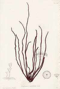 Bradbury Seaweed Nemaleon Multifidum - Panteek Antique Prints