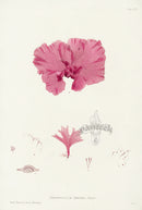 Bradbury Seaweed Nitophyllum Gmelini - Panteek Antique Prints