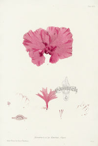 Bradbury Seaweed Nitophyllum Gmelini - Panteek Antique Prints