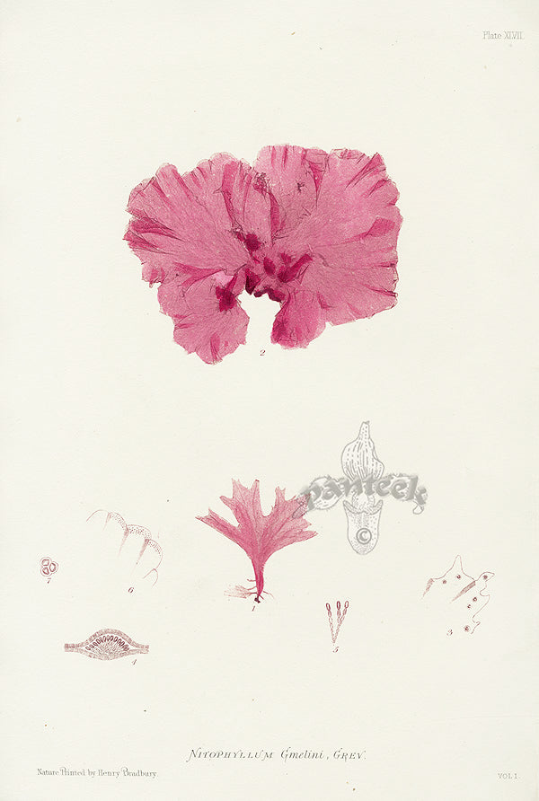 Bradbury Seaweed Nitophyllum Gmelini