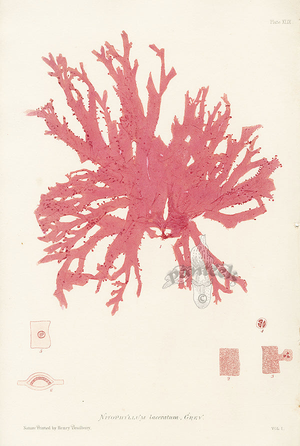 Bradbury Seaweed Nitophyllum Laceratum