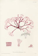 Bradbury Seaweed Phyllophora Brodiaei - Panteek Antique Prints