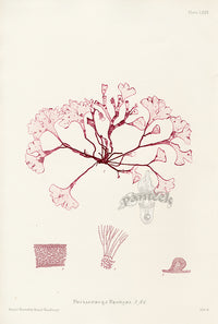 Bradbury Seaweed Phyllophora Brodiaei - Panteek Antique Prints