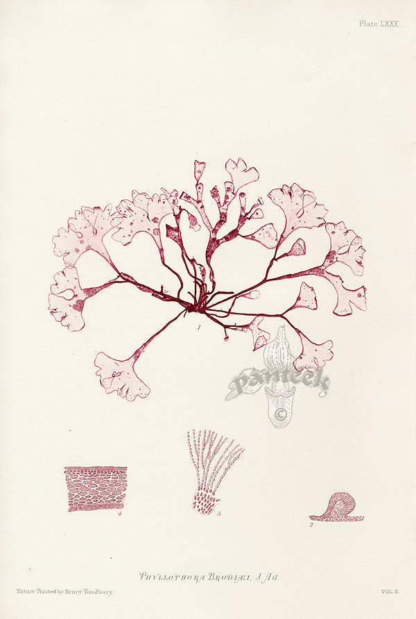 Bradbury Seaweed Phyllophora Brodiaei