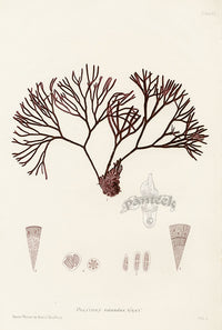 Bradbury Seaweed Polyides Rotundus - Panteek Antique Prints