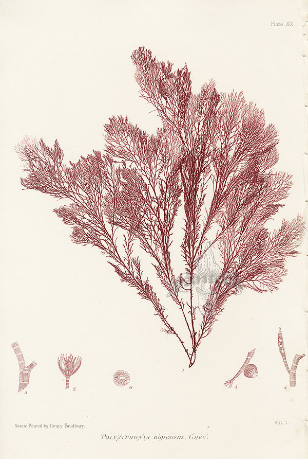 Bradbury Seaweed Polysiphonia Affinis