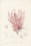 Bradbury Seaweed Polysiphonia Brodlaei - Panteek Antique Prints