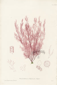 Bradbury Seaweed Polysiphonia Brodlaei - Panteek Antique Prints