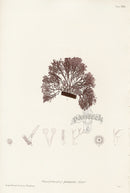 Bradbury Seaweed Polysiphonia Fastigiata - Panteek Antique Prints