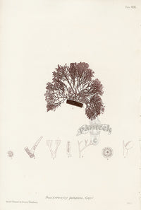 Bradbury Seaweed Polysiphonia Fastigiata - Panteek Antique Prints