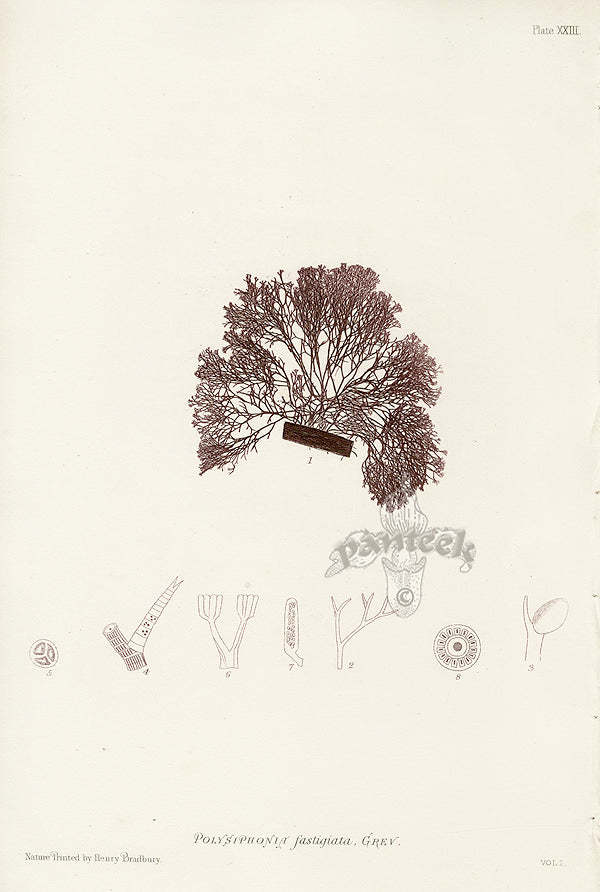 Bradbury Seaweed Polysiphonia Fastigiata