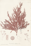 Bradbury Seaweed Polysiphonia Fibrillosa - Panteek Antique Prints
