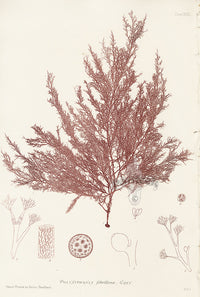 Bradbury Seaweed Polysiphonia Fibrillosa - Panteek Antique Prints