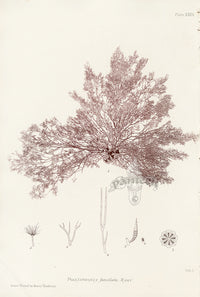 Bradbury Seaweed Polysiphonia Furcellata - Panteek Antique Prints