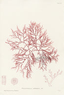 Bradbury Seaweed Polysiphonia Subulifera - Panteek Antique Prints