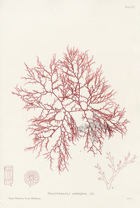 Bradbury Seaweed Polysiphonia Subulifera - Panteek Antique Prints
