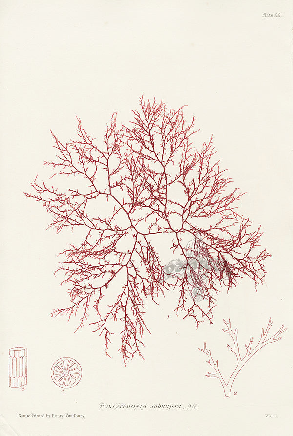 Bradbury Seaweed Polysiphonia Subulifera