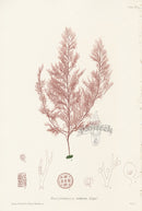 Bradbury Seaweed Polysiphonia Violacea - Panteek Antique Prints