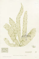Bradbury Seaweed Punctaria Latifolia - Panteek Antique Prints