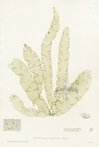 Bradbury Seaweed Punctaria Latifolia - Panteek Antique Prints