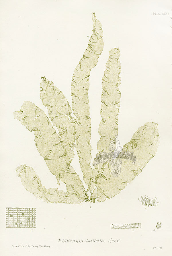 Bradbury Seaweed Punctaria Latifolia