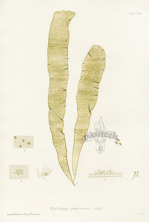 Bradbury Seaweed Puynctaria Plantaginea