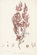 Bradbury Seaweed Rhodomela Lycopodioides - Panteek Antique Prints